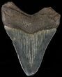 Fossil Megalodon Tooth - Georgia #65724-1